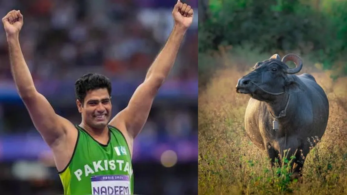 जैवलिन में गोल्ड जीतने वाले पाकिस्तानी खिलाड़ी नदीम को गिफ्ट में मिलेगी भैंस, ये खास शख्स दे रहा उपहार Today World News जैवलिन में गोल्ड जीतने वाले पाकिस्तानी खिलाड़ी नदीम को गिफ्ट में मिलेगी भैंस, ये खास शख्स दे रहा उपहार Today World News